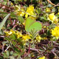 19/04/2022 Argus vert sur Potentille