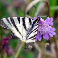 09/08/2023 sur Scabieuse colombaire
