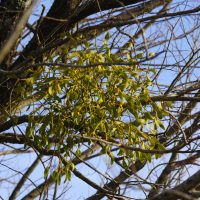 18/12/2025 Gui sur Saule marsault