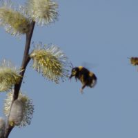 10/04/2015 Bourdon terrestre et abeille autour de chatons mâles