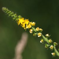 14/06/2023 floraison échelonnée le long de l'épi