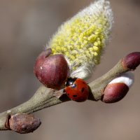 14/03/2024 sur Saule marsault