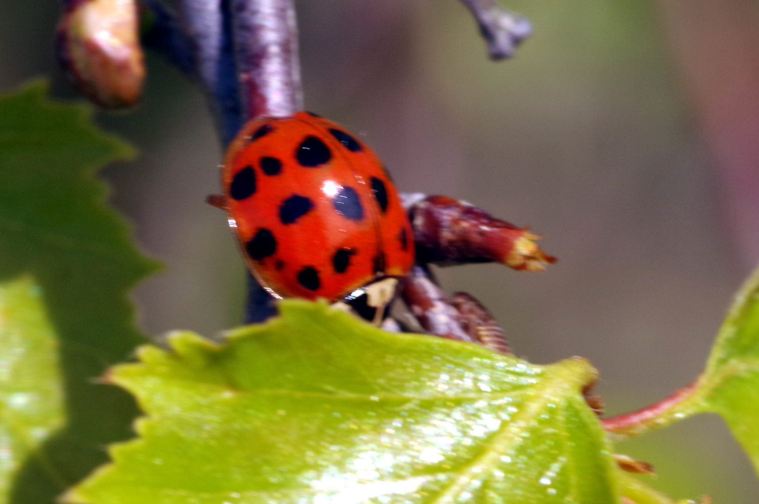 Coccinelle asiatique — Wikipédia