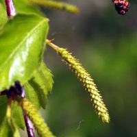 19/04/2022 chatons femelles