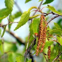 27/04/2022 chatons m&acirc;les