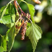 16/05/2022 chatons m&acirc;les et femelles
