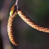 16/03/2024 chatons m&acirc;les