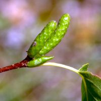 08/08/2025 chatons en formation