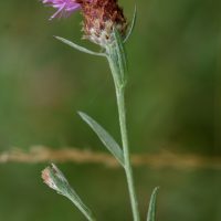 08/08/2024
