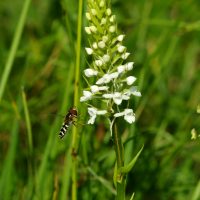 02/06/2023 pied hypochrome