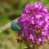 18/06/2022 sur Orchis pyramidal
