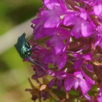 18/06/2022 sur Orchis pyramidal