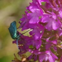 18/06/2022 sur Orchis pyramidal