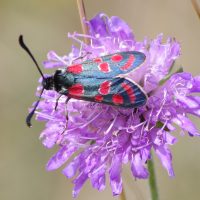 04/07/2022 sur Scabieuse colombaire
