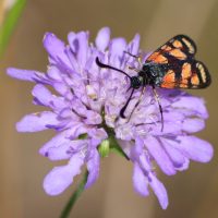 13/07/2022 sur Scabieuse colombaire
