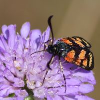 13/07/2022 sur Scabieuse colombaire