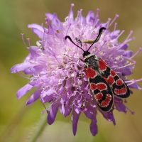 20/07/2023 sur Scabieuse colombaire