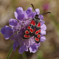 30/06/2018 sur Scabieuse colombaire