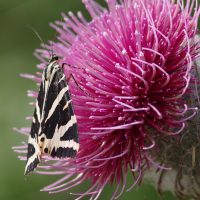 20/08/2021 sur Cirse laineux
