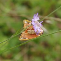 20/08/2021 sur Scabieuse colombaire