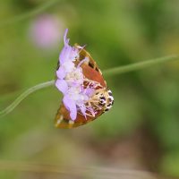 20/08/2021 sur Scabieuse colombaire