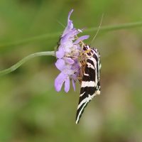 20/08/2021 sur Scabieuse colombaire