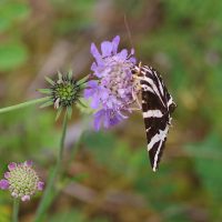 09/08/2023 sur Scabieuse colombaire