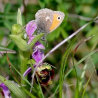 14/05/2019 Fadet sur Ophrys bourdon