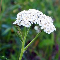 24/06/2006 sur Achillée millefeuille