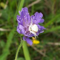 23/06/2007 sur Knautie