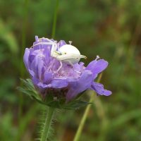 23/06/2007 sur Knautie