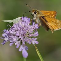 15/07/2014 sur Scabieuse colombaire