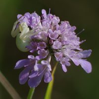 15/07/2014 sur Scabieuse colombaire