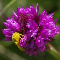 30/05/2020 sur Orchis pyramidal