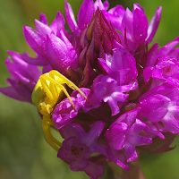 30/05/2020 sur Orchis pyramidal