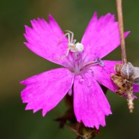 25/07/2022 sur Oeillet des chartreux