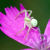 25/07/2022 sur Oeillet des chartreux