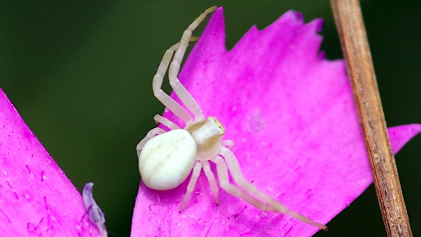 25/07/2022 sur Oeillet des chartreux