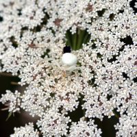 20/07/2023 sur Carotte