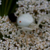 20/07/2023 sur Carotte