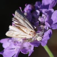 21/08/2023 sur Scabieuse colombaire
