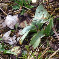 27/03/2023 rosettes d'Ophrys bourdon