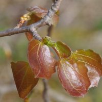 19/04/2022 jeunes feuilles