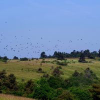 02/06/2023 vol de Corbeaux freux