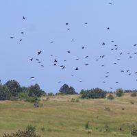 02/06/2023 vol de Corbeaux freux