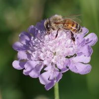 05/09/2023 sur Scabieuse colombaire