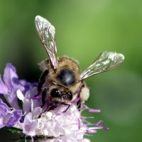 05/09/2023 sur Scabieuse colombaire