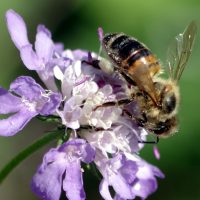 05/09/2023 sur Scabieuse colombaire