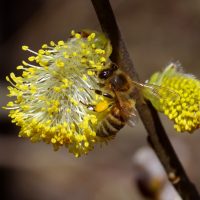 14/03/2024 sur Saule marsault