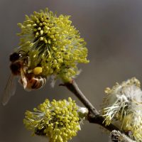 14/03/2024 sur Saule marsault